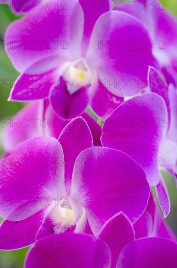 Close-up of purple orchid