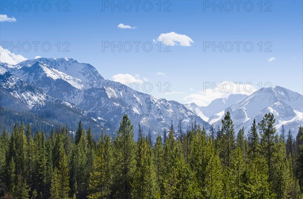 View of forest with Rocky Mountains in background
