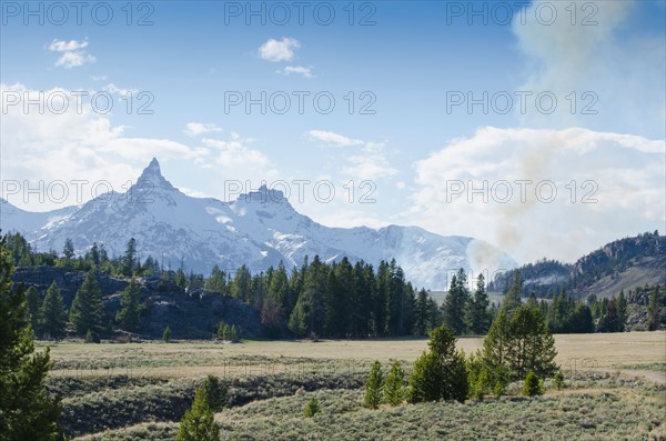 Forest with smoke