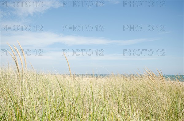 Sand dunes with grass