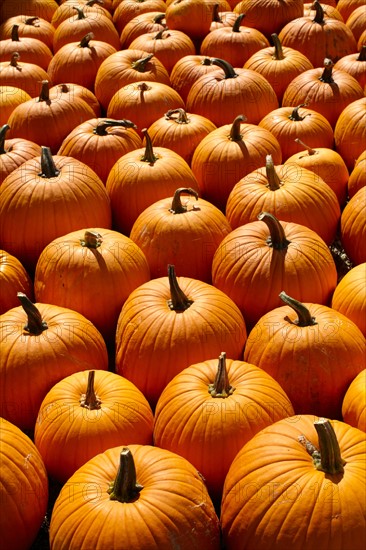 Pumpkins, full frame