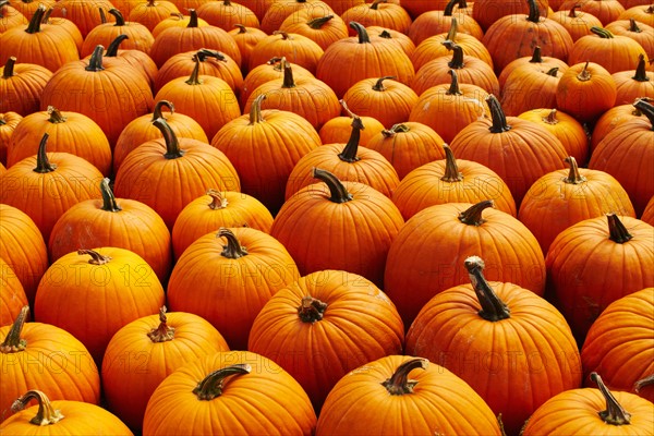 Pumpkins, full frame