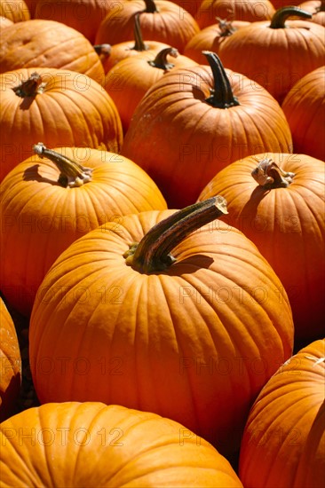 Pumpkins, full frame