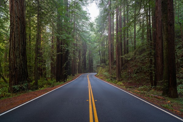 Road in forest