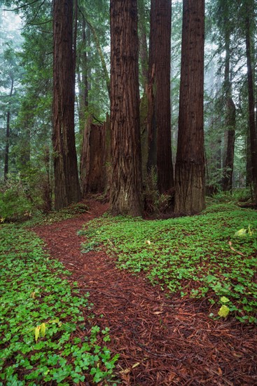 Path in forest