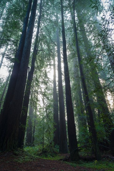 Sunlight in forest