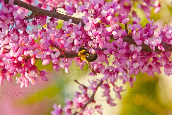 Canadensis blossom