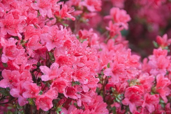 Azalea blossom