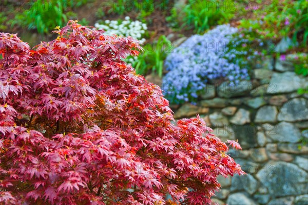 Japanese maple tree in garden