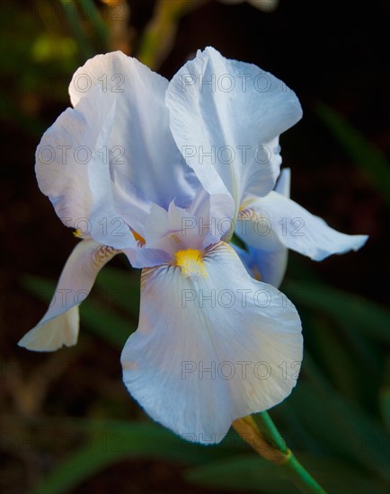 White iris