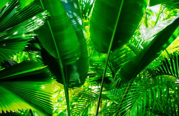 Tropical foliage. Jamaica.