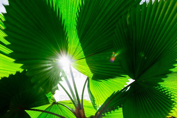 Tropical foliage. Jamaica.