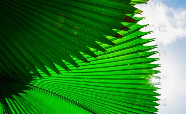 Palm frond against sky. Jamaica.