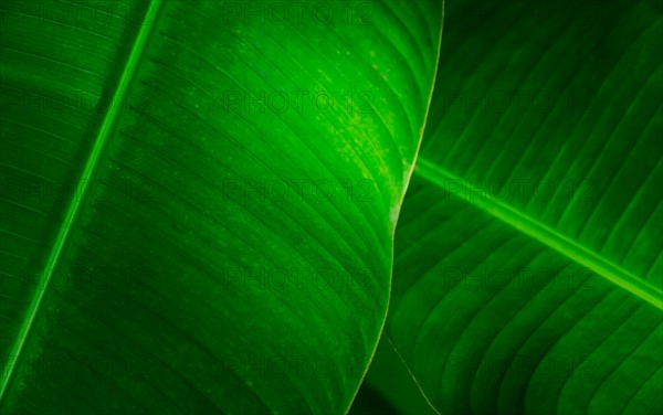 Close-up of green leaves. Jamaica.