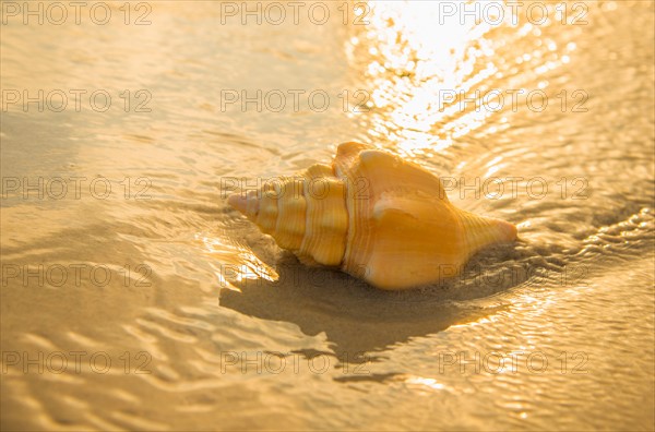 Conch shell on beach. Jamaica.