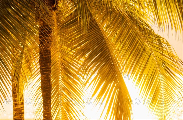 Palm tree at sunset. Jamaica.