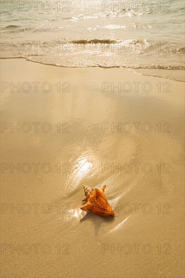 Conch shell on beach. Jamaica.