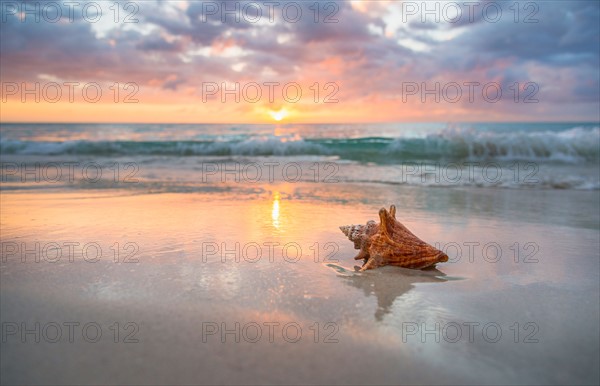 Conch shell on beach. Jamaica.