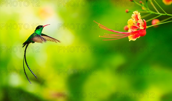 Hummingbird in flight. Jamaica.