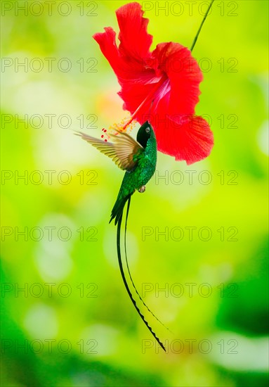 Hummingbird feeding with flower nectar. Jamaica.