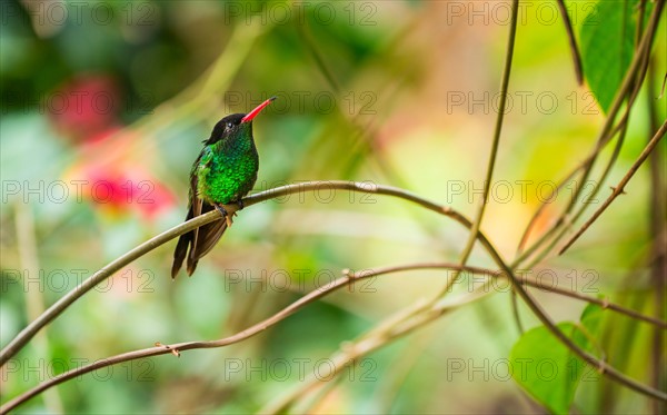 Hummingbird perching on twig. Jamaica.
