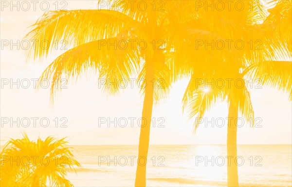 Silhouette of palm trees. Jamaica.