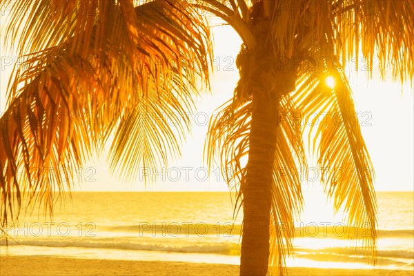 Silhouette of palm tree. Jamaica.