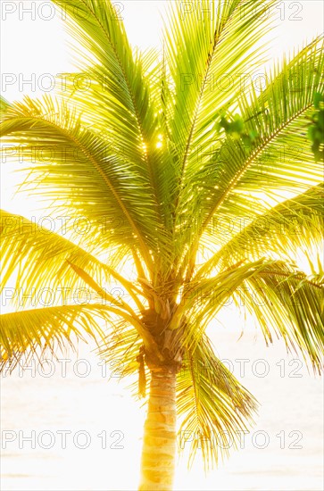Palm tree. Jamaica.