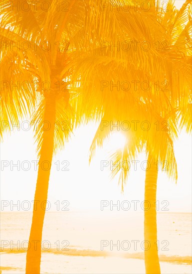 Silhouette of palm trees. Jamaica.