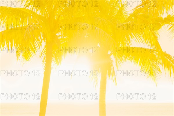 Silhouette of palm trees. Jamaica.