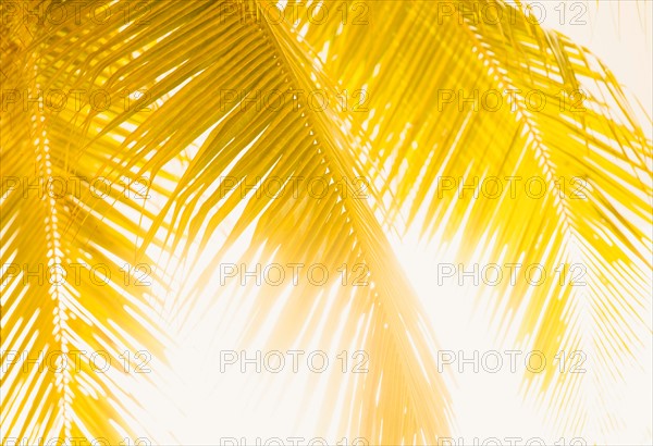 Silhouette of palm leaves. Jamaica.