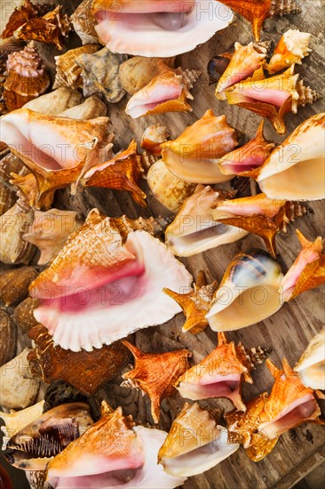 Sea shells for sale. Jamaica.