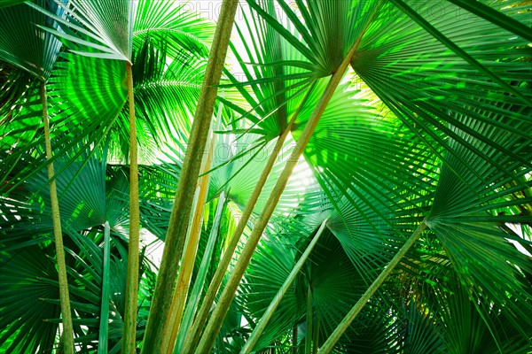 Palm leaves. Jamaica.