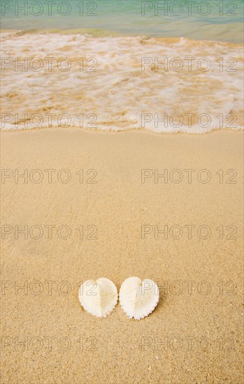 Pair of shells on beach. Jamaica.