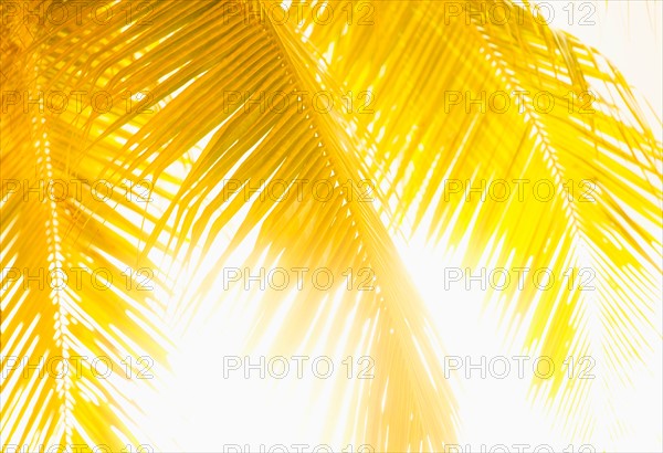 Golden palm leaves. Jamaica.