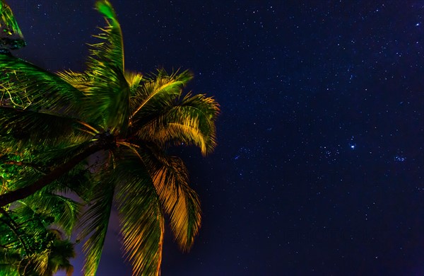 palm tree against starry sky. Jamaica.