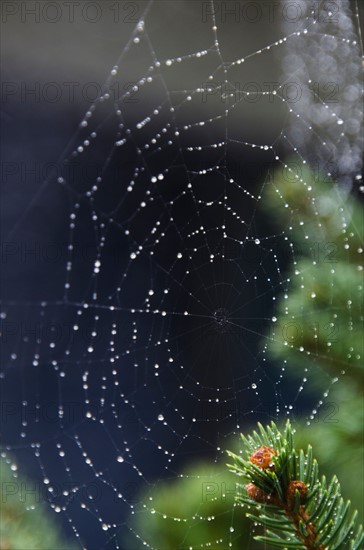 Spider net with drops of morning dew