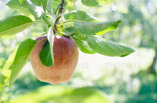 Ripe apple hanging from branch