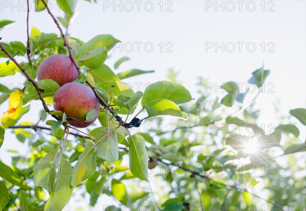 Apples on tree