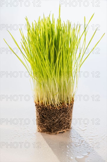 Studio Shot of wheatgrass