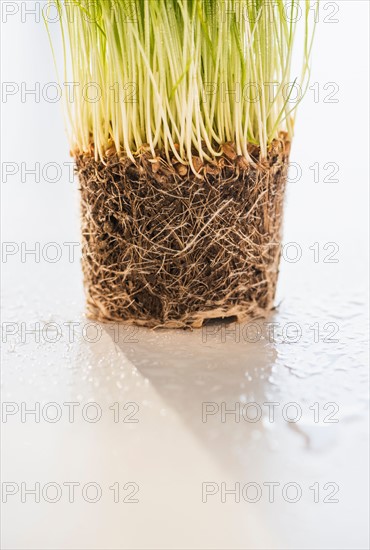 Studio Shot of wheatgrass