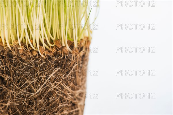 Studio Shot of wheatgrass