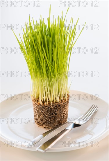 Studio Shot of wheatgrass