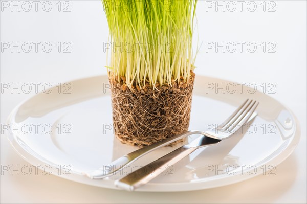 Studio Shot of wheatgrass