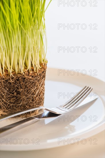 Studio Shot of wheatgrass