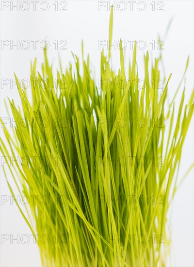 Studio Shot of wheatgrass