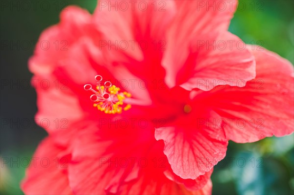 Close up of hibiscus