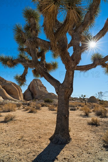 Joshua Tree National Park