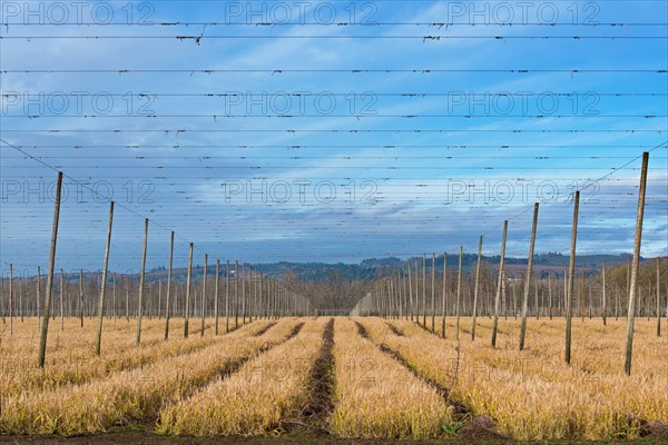 View of hop trellis