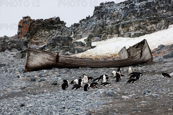 Medium group of penguins resting at beach